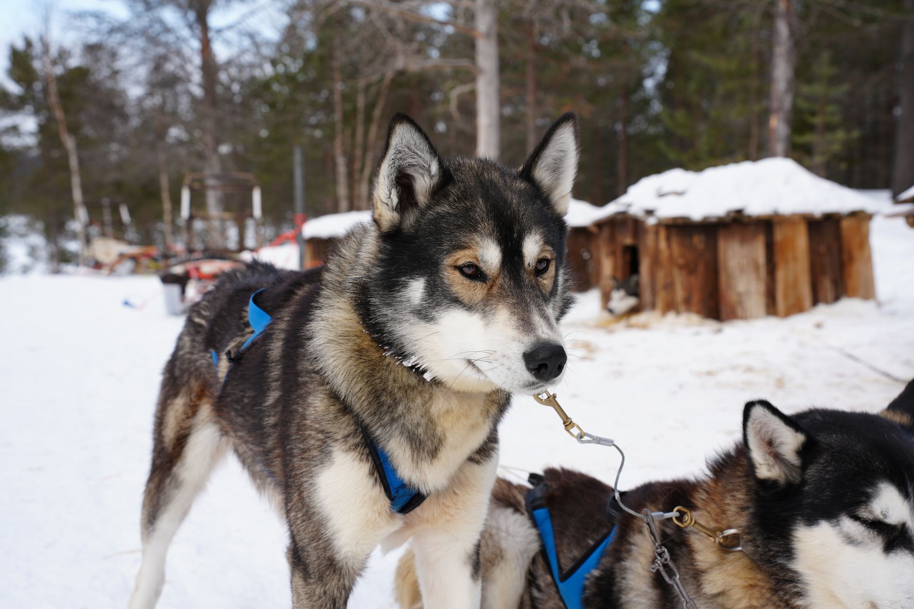 Finlandia 1