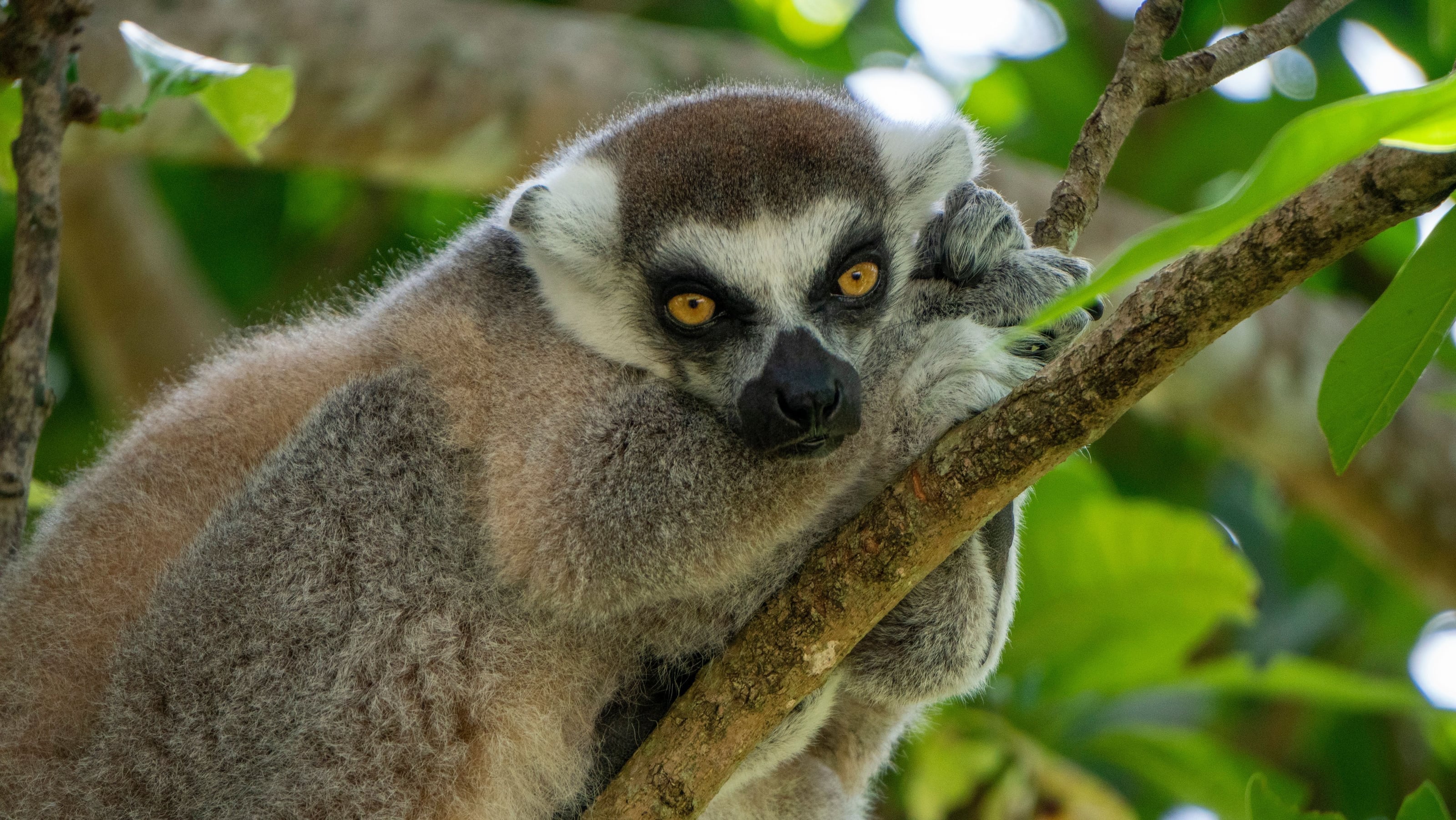 Madagaskar 1