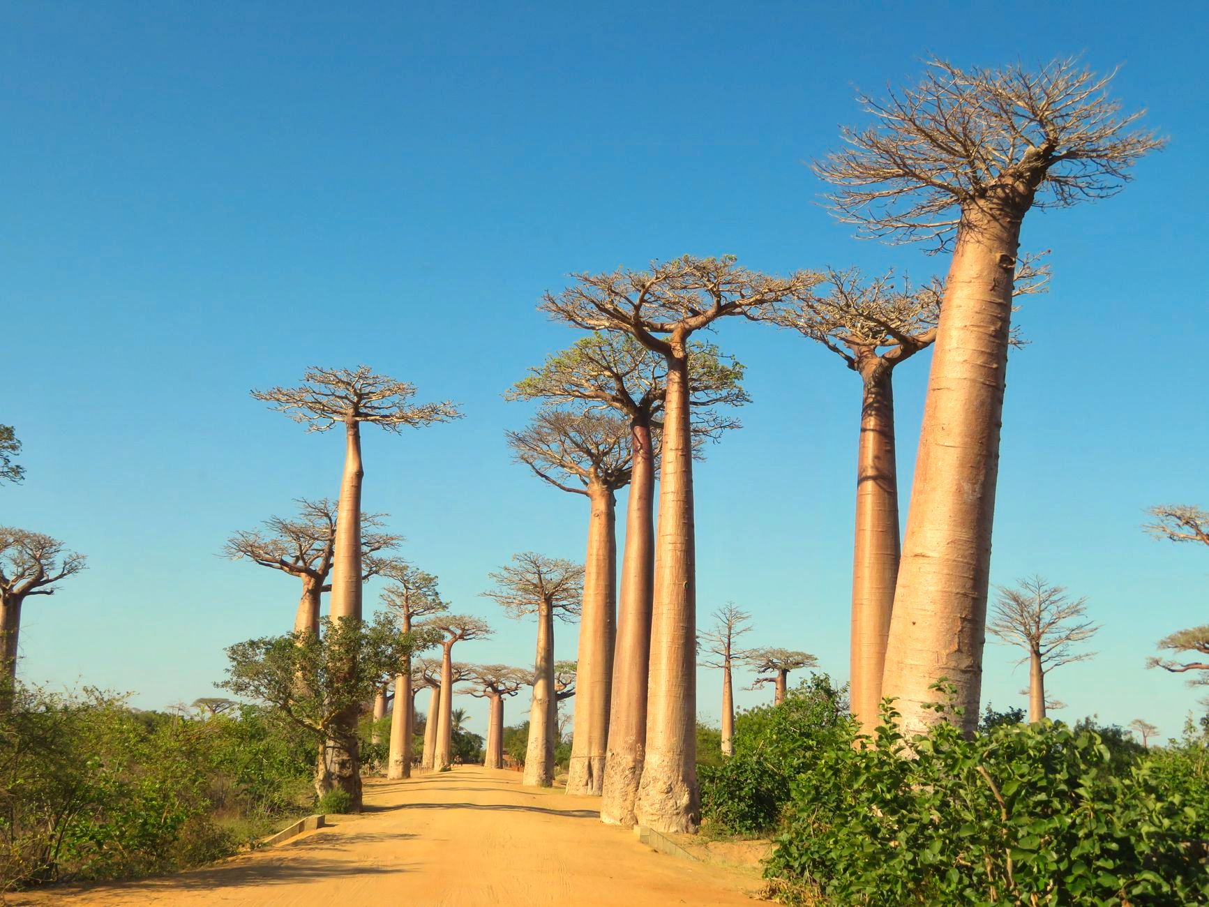 Madagaskar 3